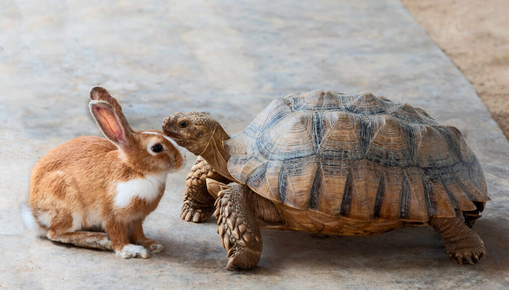 rabbit and turtle.